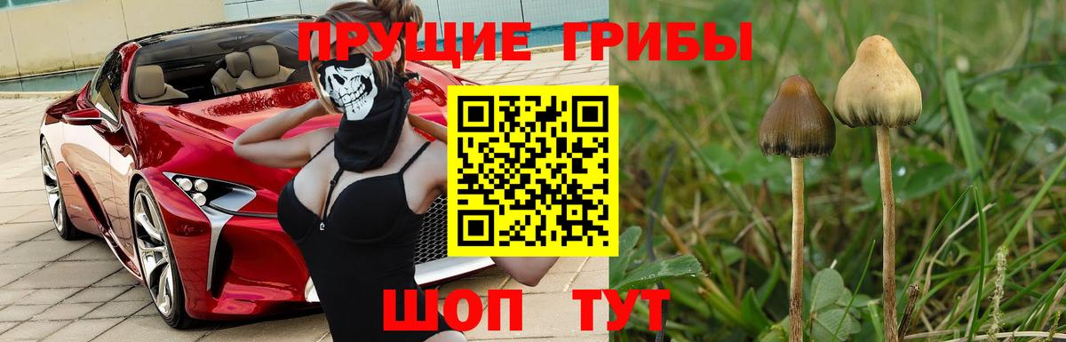 Псилоцибиновые грибы мицелий  Ангарск  Галлюциногенные грибы Magic Shrooms 